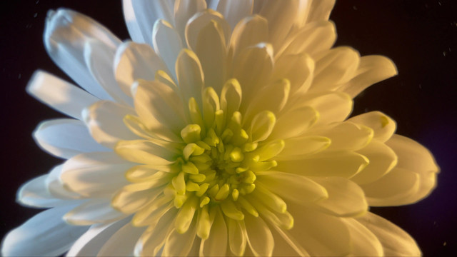 鲜花摄影白色菊花