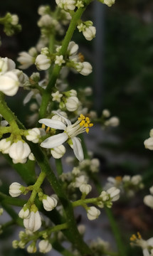 黄皮开花