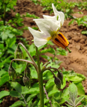 紫土豆开花