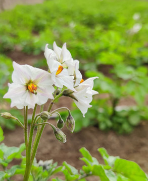 紫土豆开花