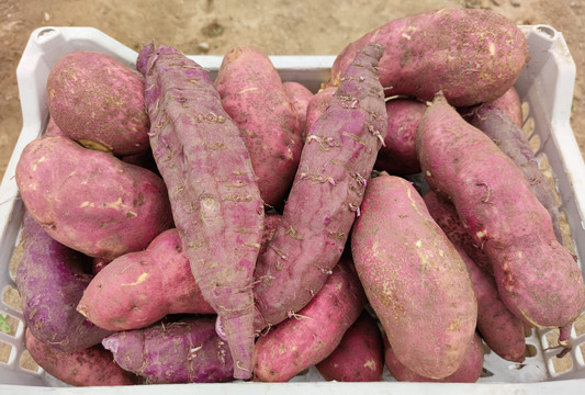 红薯紫薯