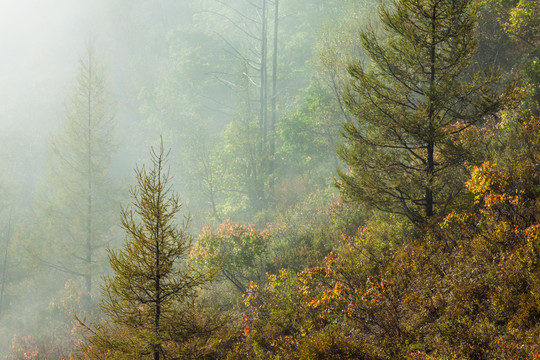 清晨晨雾秋季森林