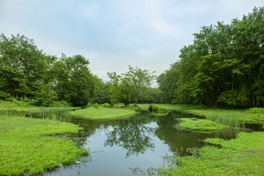 乡镇风光草地溪流