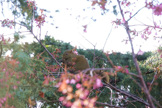 呆萌松鼠