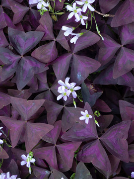紫叶酢浆草的开花期