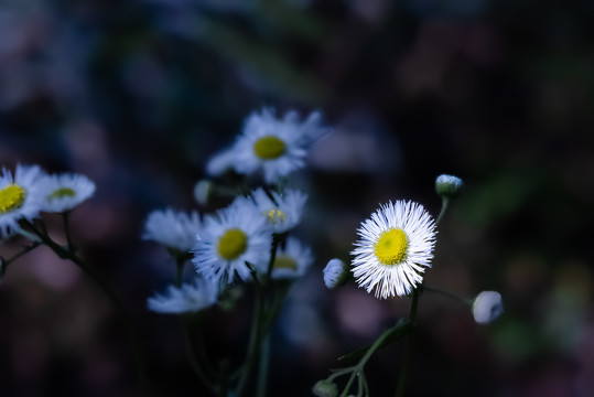 小白菊花