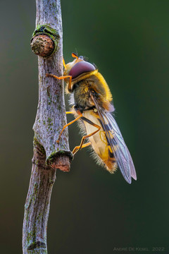 食蚜蝇与昆虫