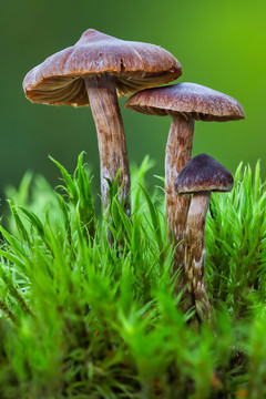 菌类与蘑菇