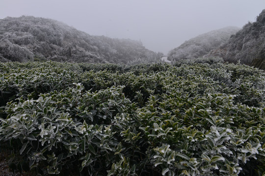 冬日中的云台山