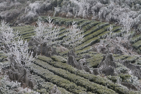 冬日中的云台山