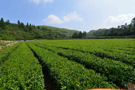 云上茶园实景