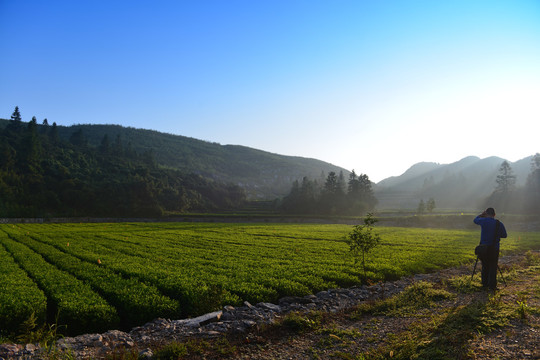 云上茶园实景