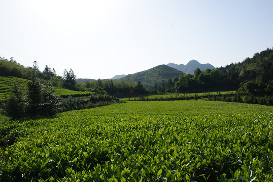 云上茶园实景