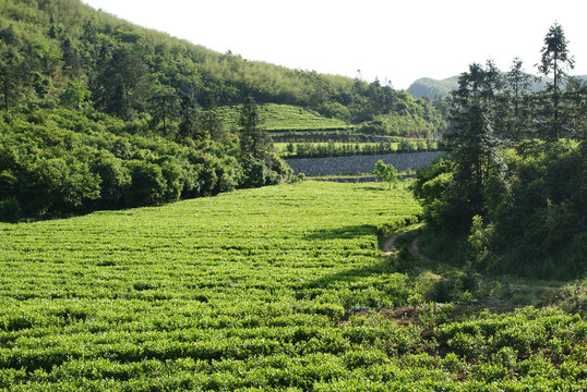 云上茶园实景