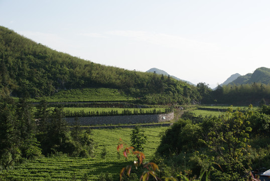 云上茶园实景