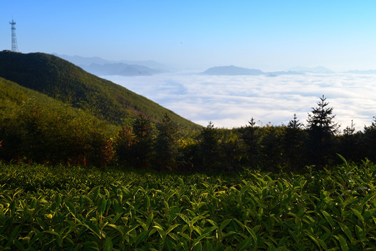 云上茶园实景