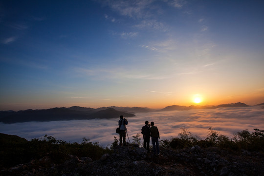 云上茶园实景