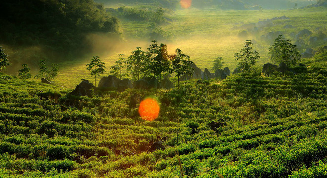 云上茶园实景