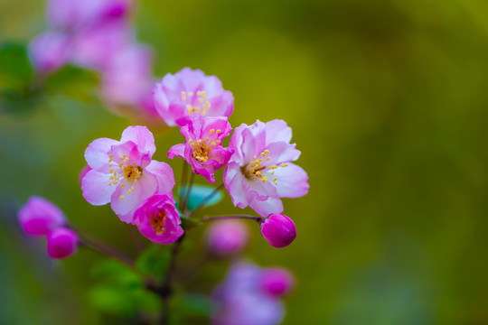 娇美的海棠花