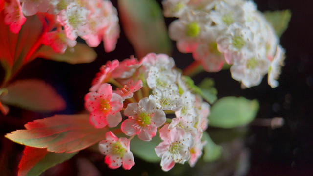 红蓝光梦幻野花铁线菊