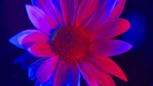 微距红蓝光鲜花摄影非洲菊
