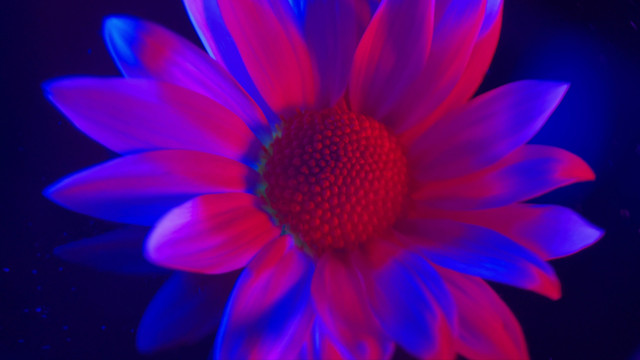 微距红蓝光鲜花摄影非洲菊