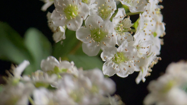 微距鲜花摄影铁线菊野花