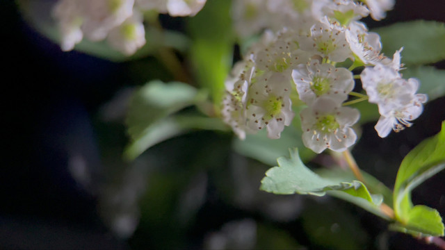 微距鲜花摄影铁线菊野花