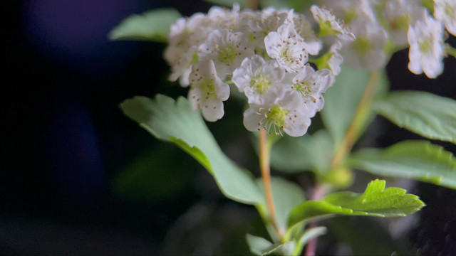 微距鲜花摄影铁线菊野花