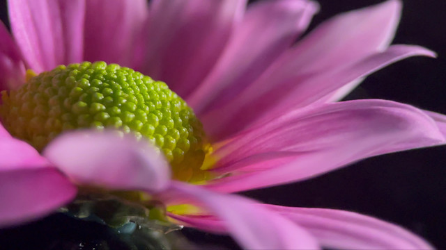 鲜花雏菊非洲菊的花蕊花粉