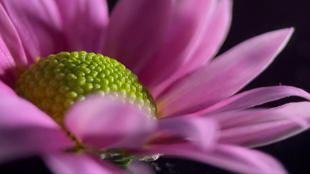 鲜花雏菊非洲菊的花蕊花粉