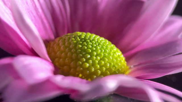 鲜花雏菊非洲菊的花蕊花粉