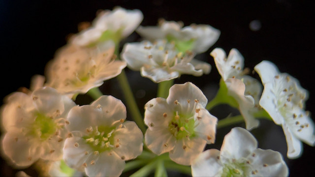 鲜花摄影微距铁线菊