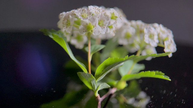 鲜花摄影微距铁线菊