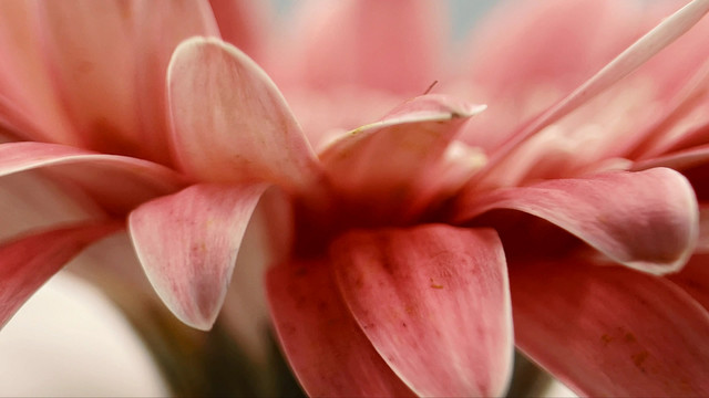 特写非洲雏菊粉色