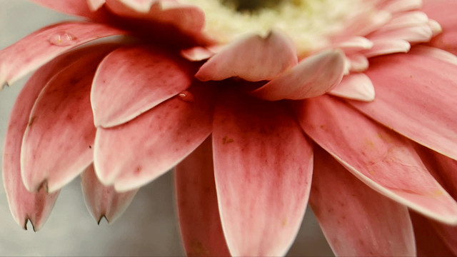 微距粉色非洲菊雏菊