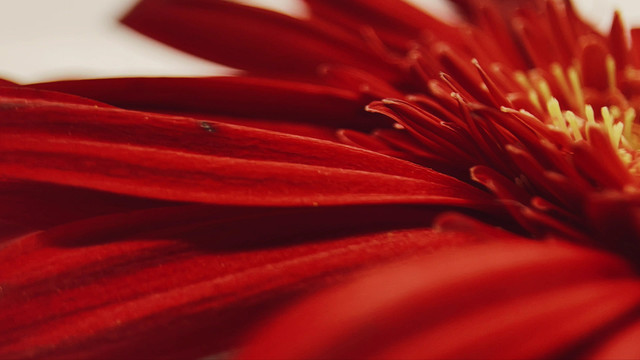 微距红色菊花花瓣花蕊