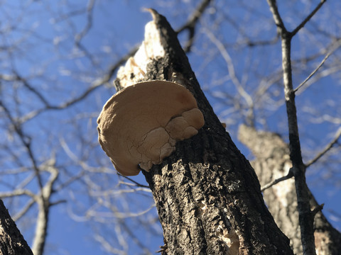 树干粗的蘑菇