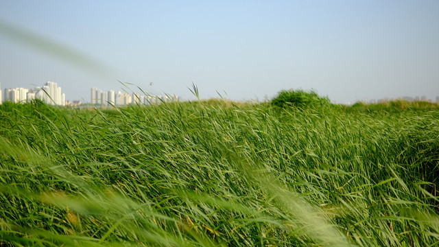 临沂市广播电视塔花海草丛