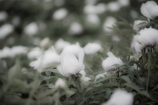 牡丹花特写照片