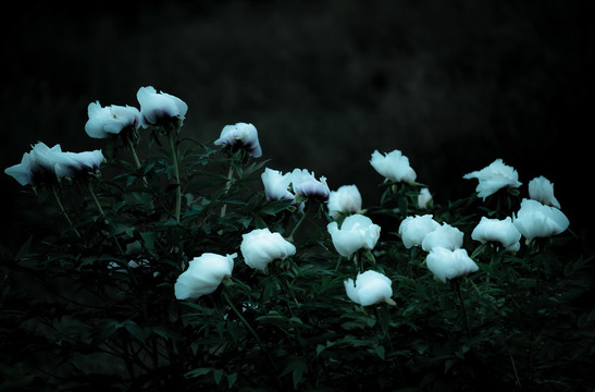 牡丹花特写照片