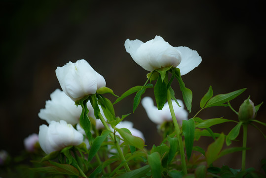 牡丹花特写照片