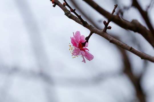 粉色梅花