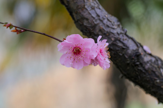 梅花