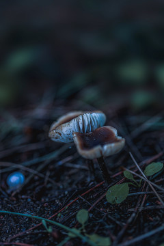 双孢白色伞形洋蘑菇