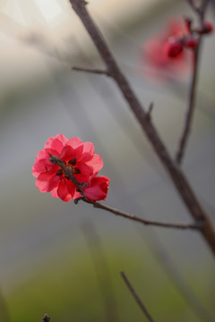 碧桃花枝