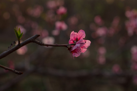 单朵桃花