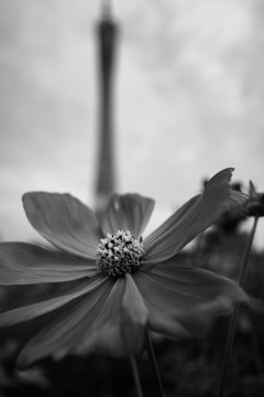 黑白花