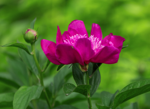 芍药