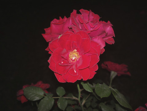 月季花